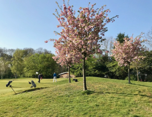 prunussen op hole 9