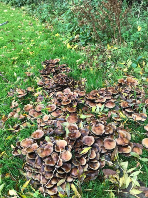 paddenstoelentijd